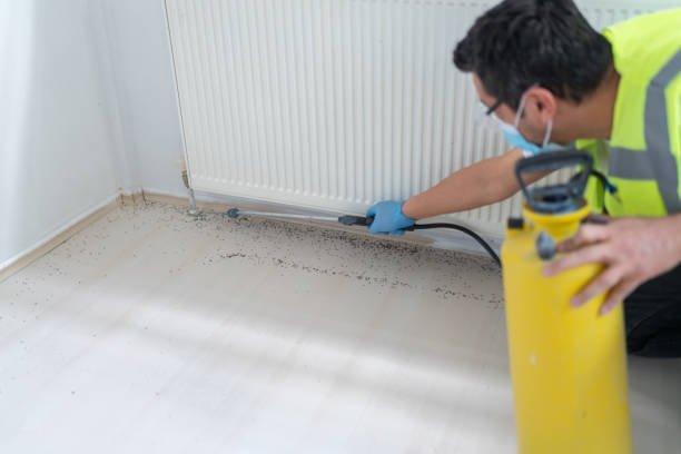 Reliable El Cerrito, CA Pest Control Solutions