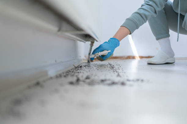 Best Ant Control Services  in El Cerrito, CA